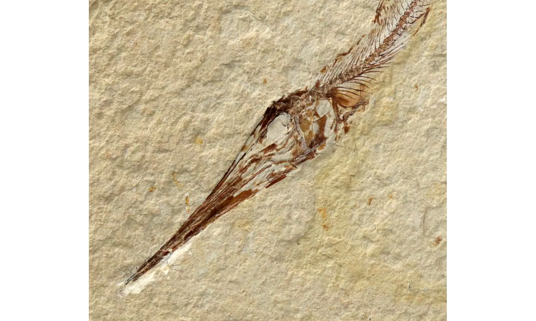 Apateopholis laniatus