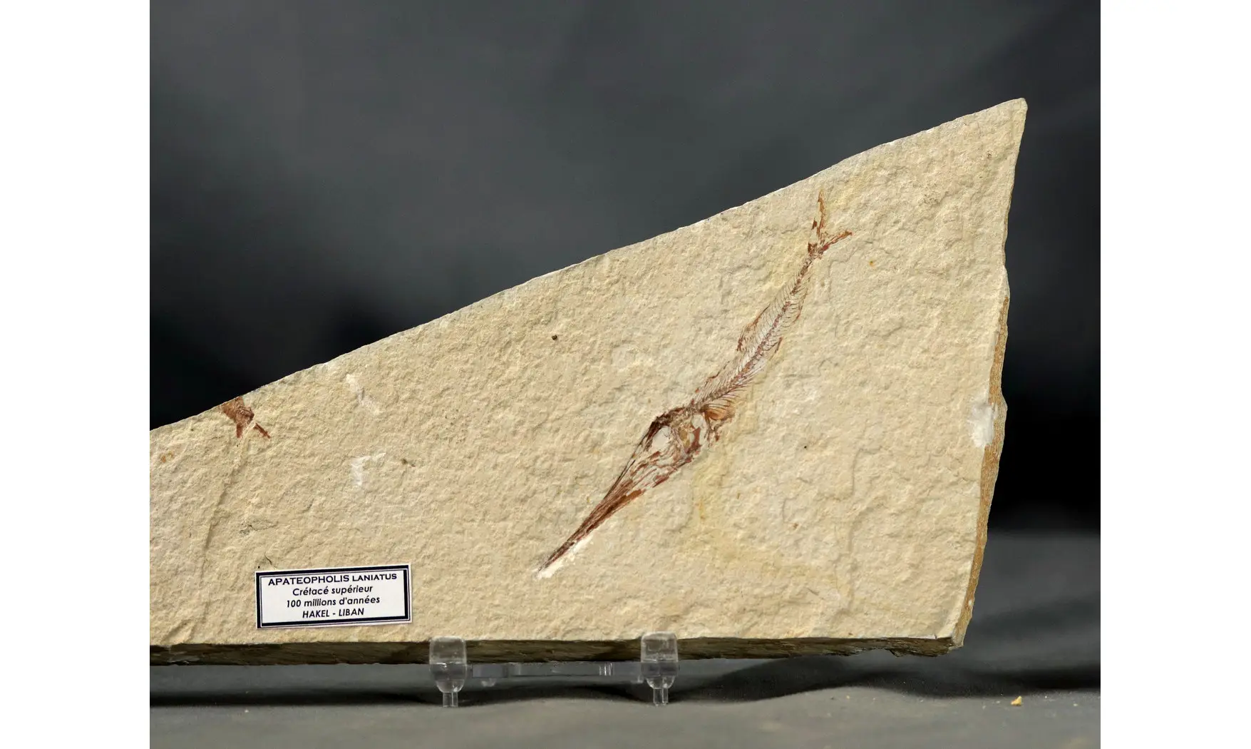 Apateopholis laniatus