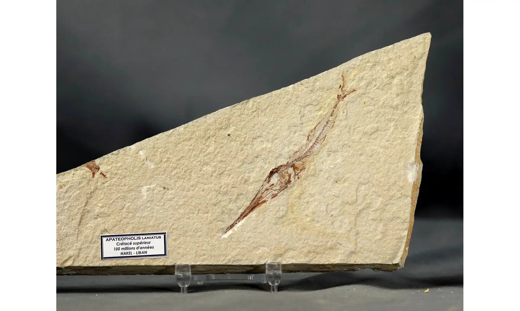 Apateopholis laniatus