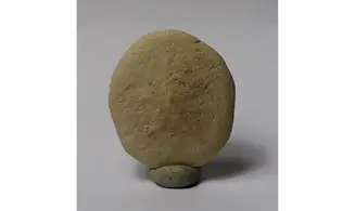 Peronella ova