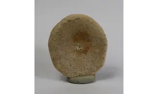 Peronella ova