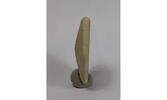 Peronella ova