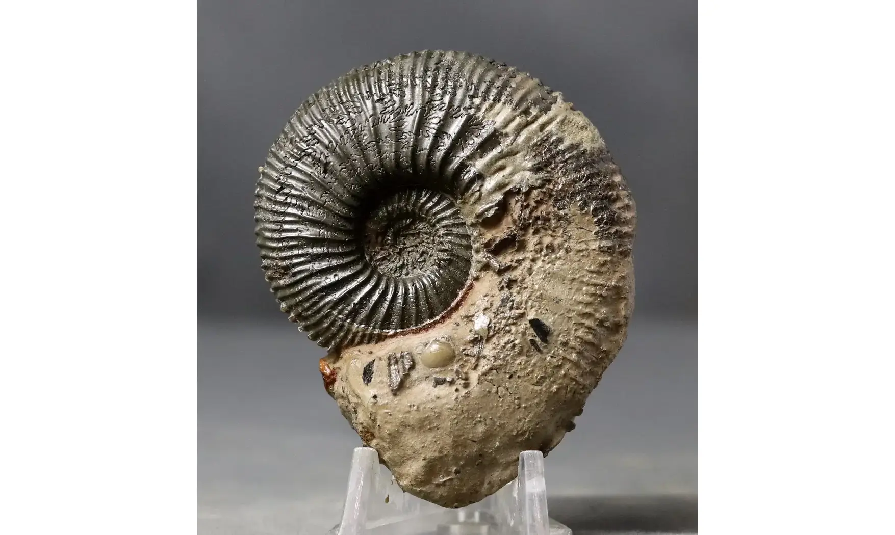 Kosmoceras jason