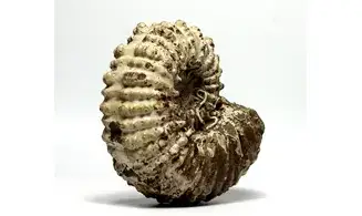 Douvilleiceras inaequinodum