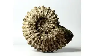 Douvilleiceras inaequinodum