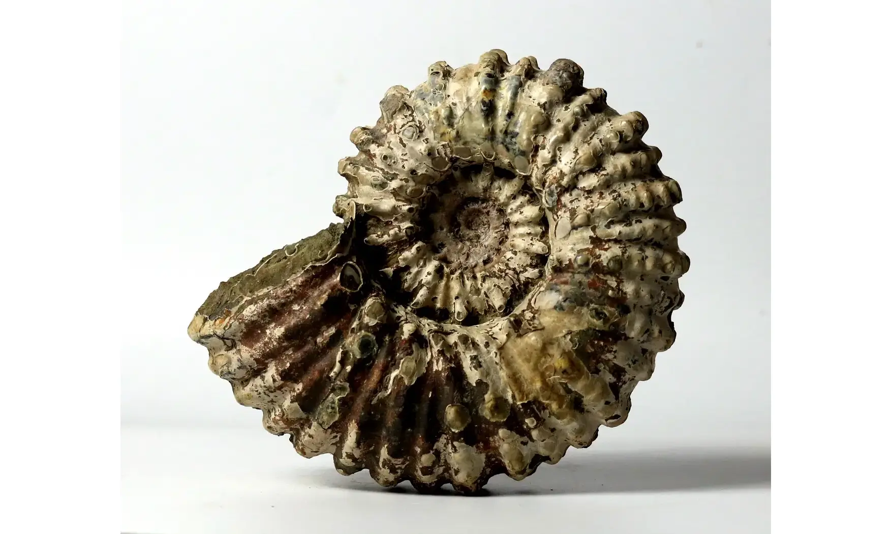 Douvilleiceras inaequinodum