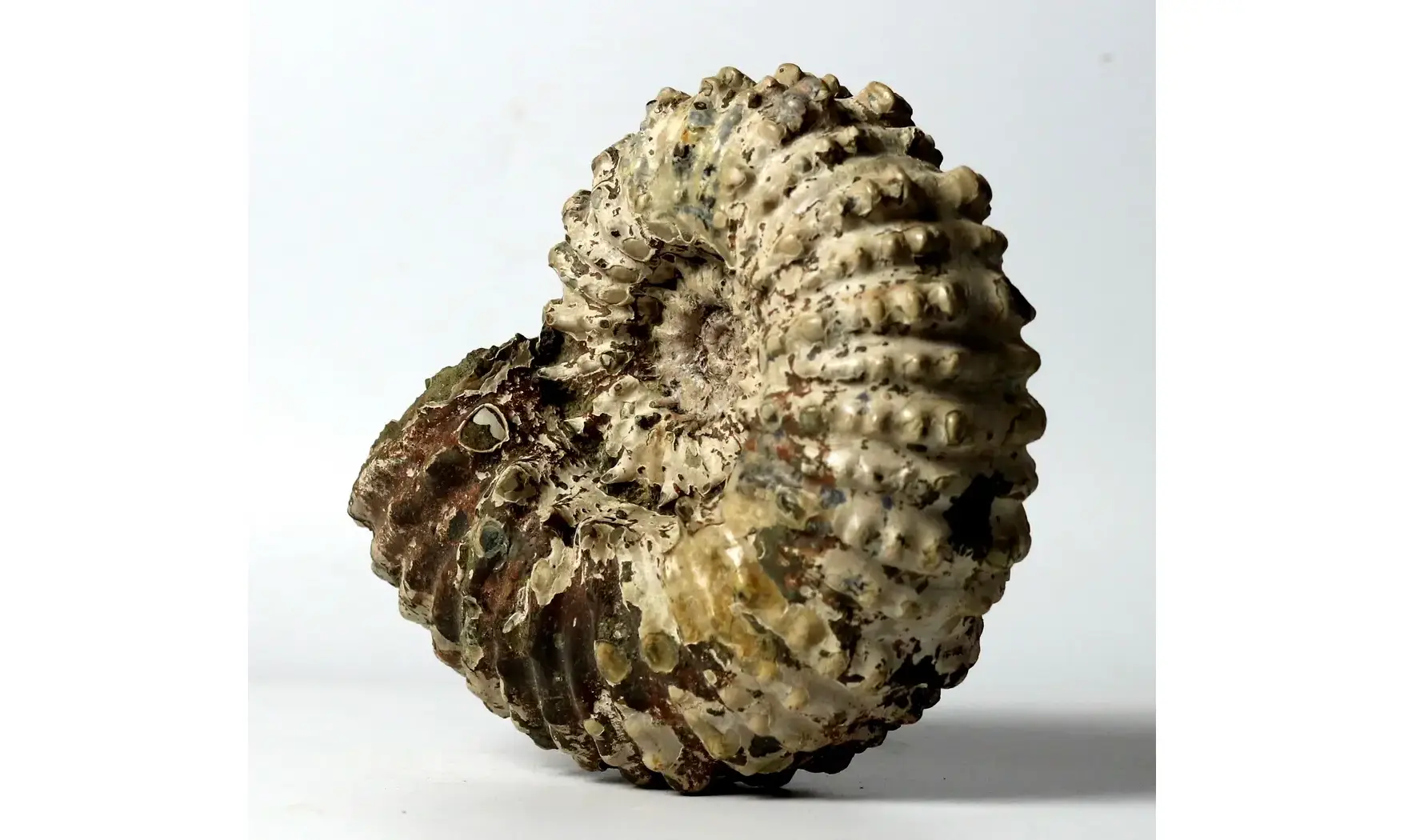 Douvilleiceras inaequinodum