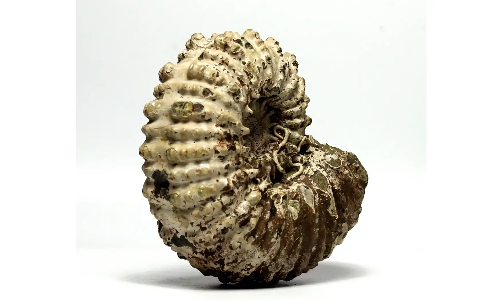 Douvilleiceras inaequinodum