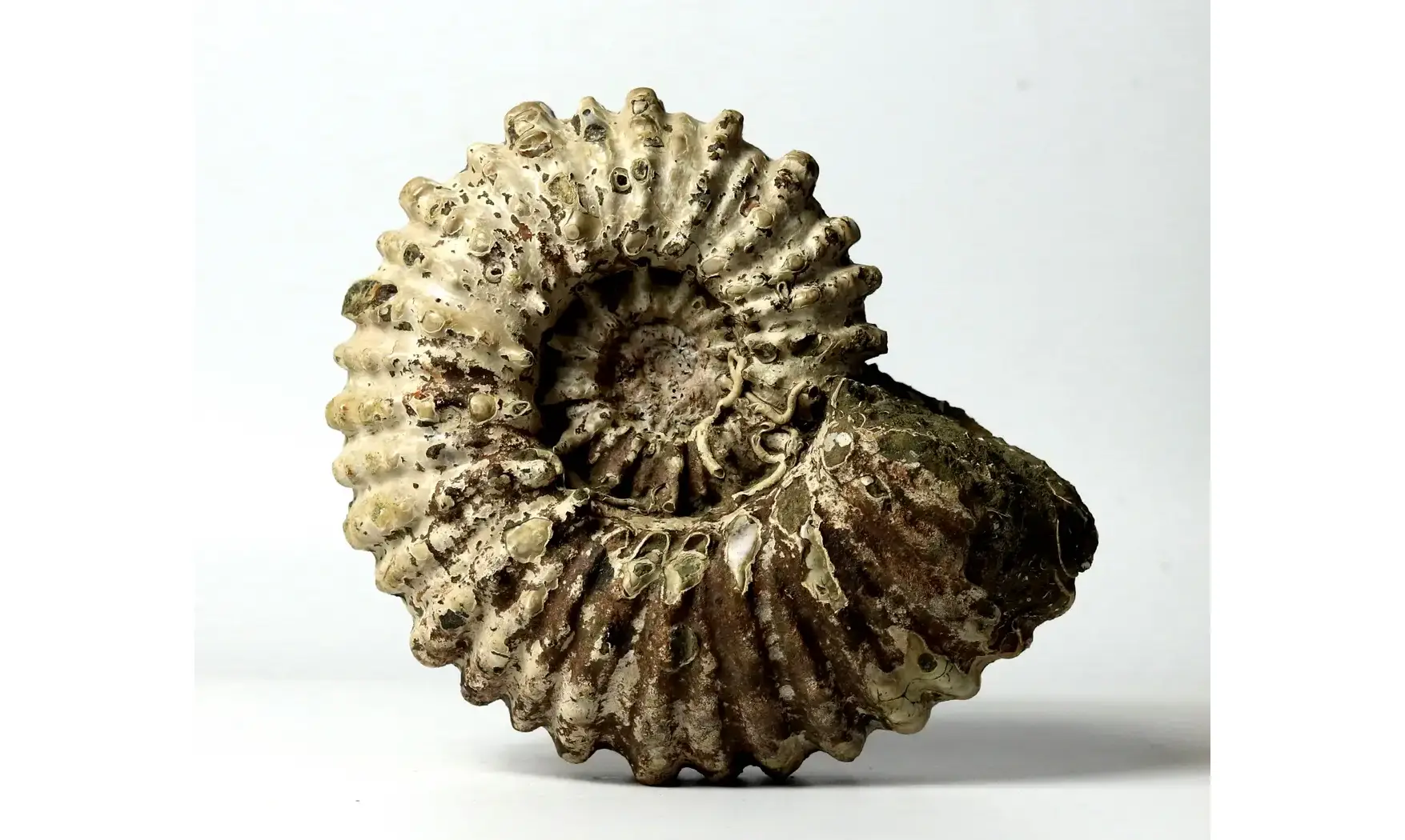 Douvilleiceras inaequinodum