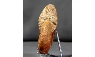 Holcophylloceras polyolcum