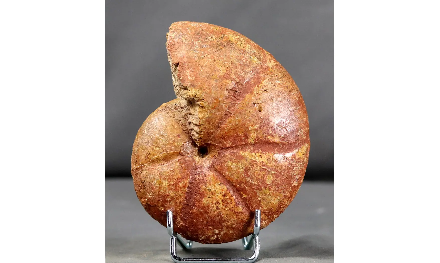 Holcophylloceras polyolcum