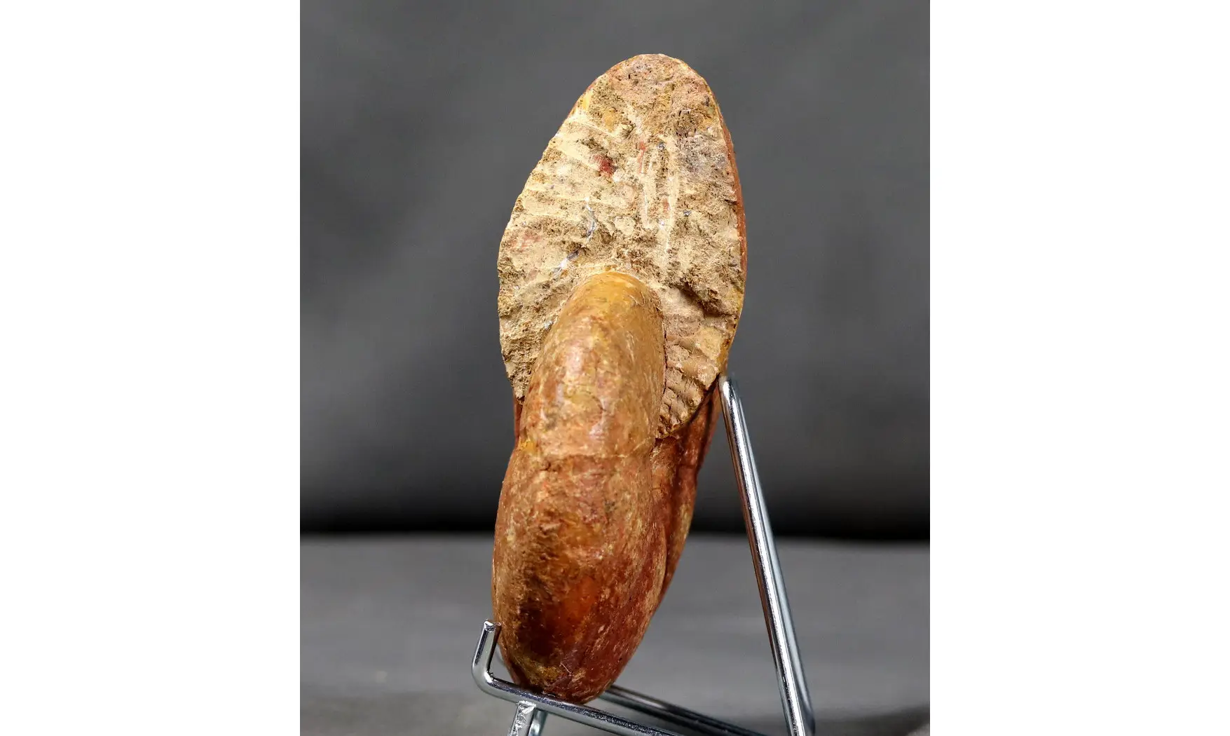 Holcophylloceras polyolcum