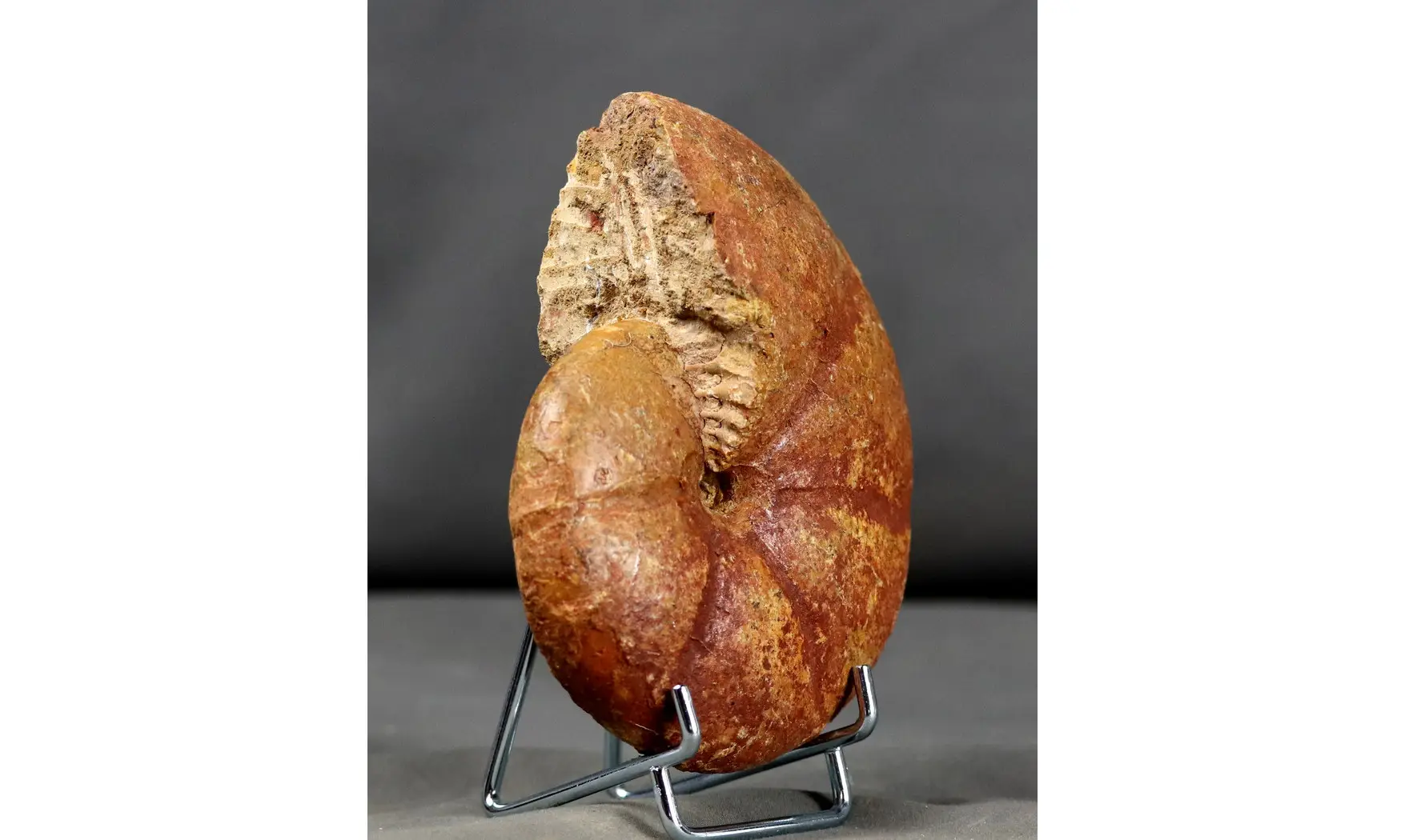Holcophylloceras polyolcum