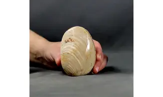 Huge clam