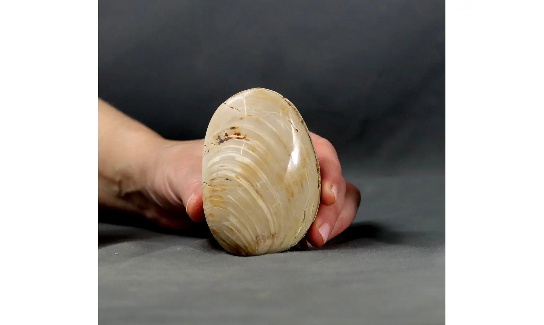 Huge clam