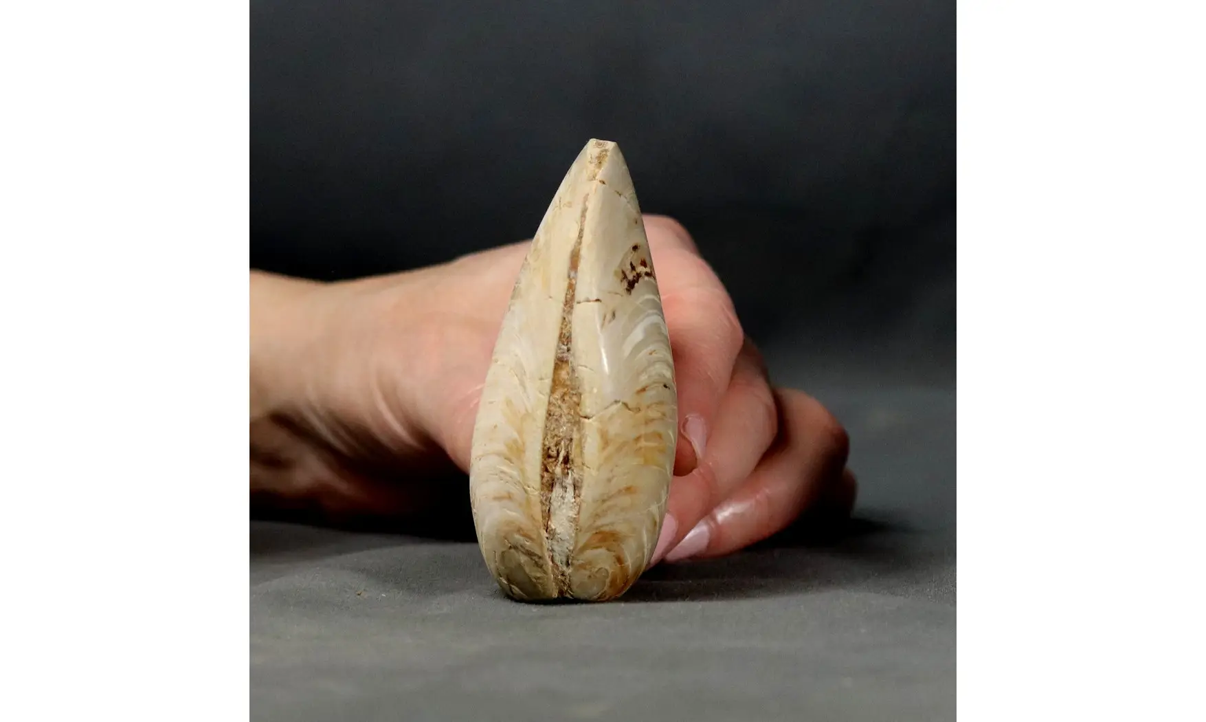Huge clam
