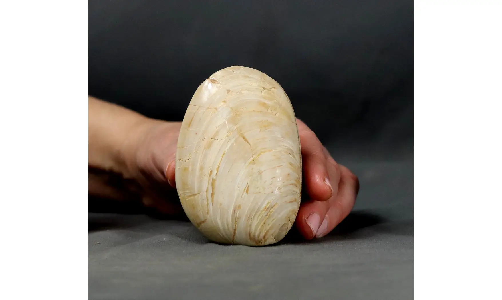 Huge clam
