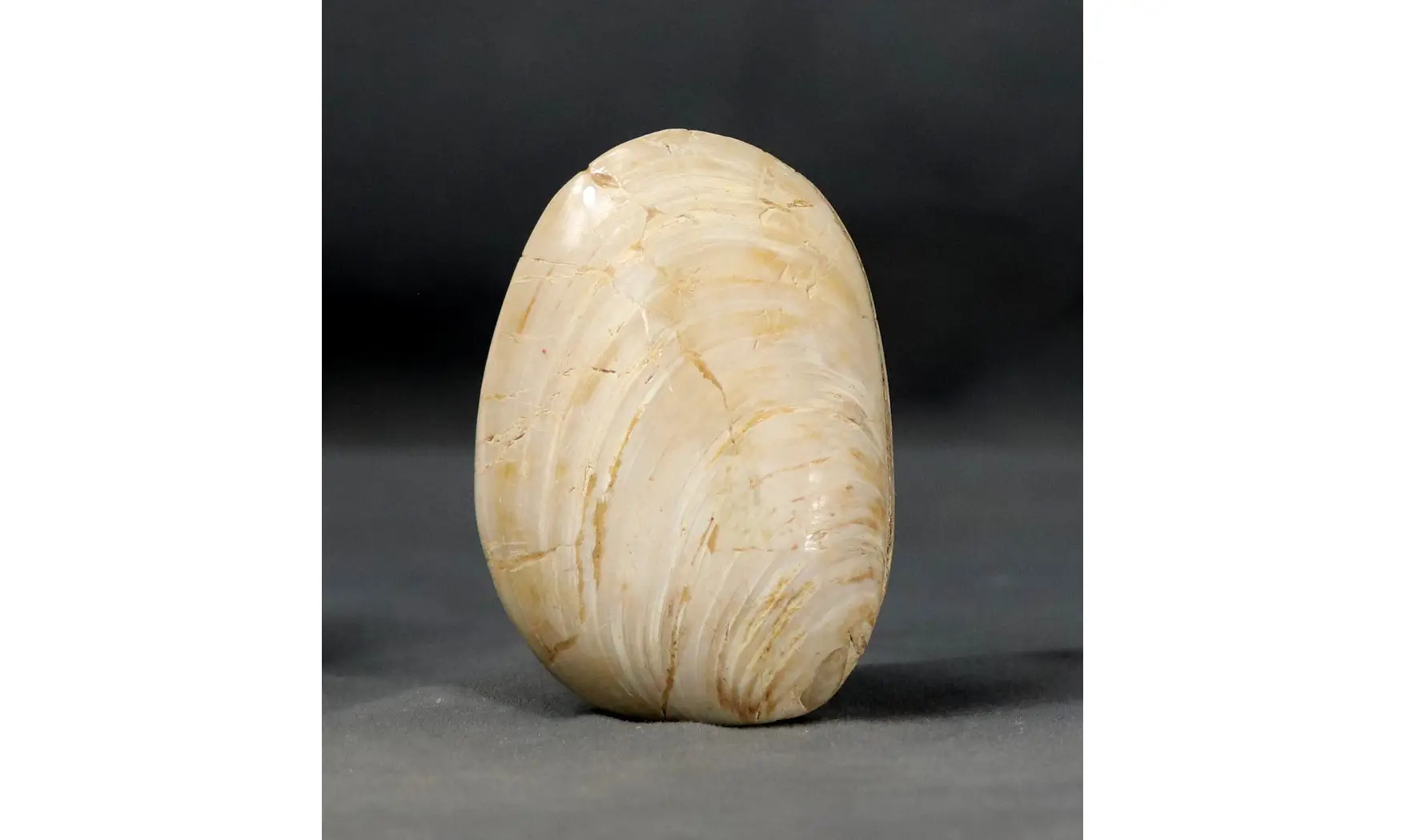 Huge clam