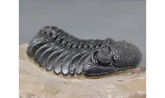 Morocops granulops