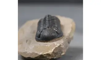 Morocops granulops