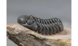 Morocops granulops