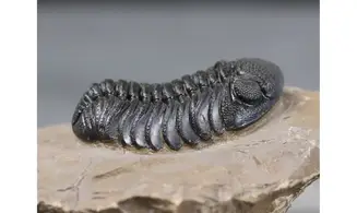 Morocops granulops