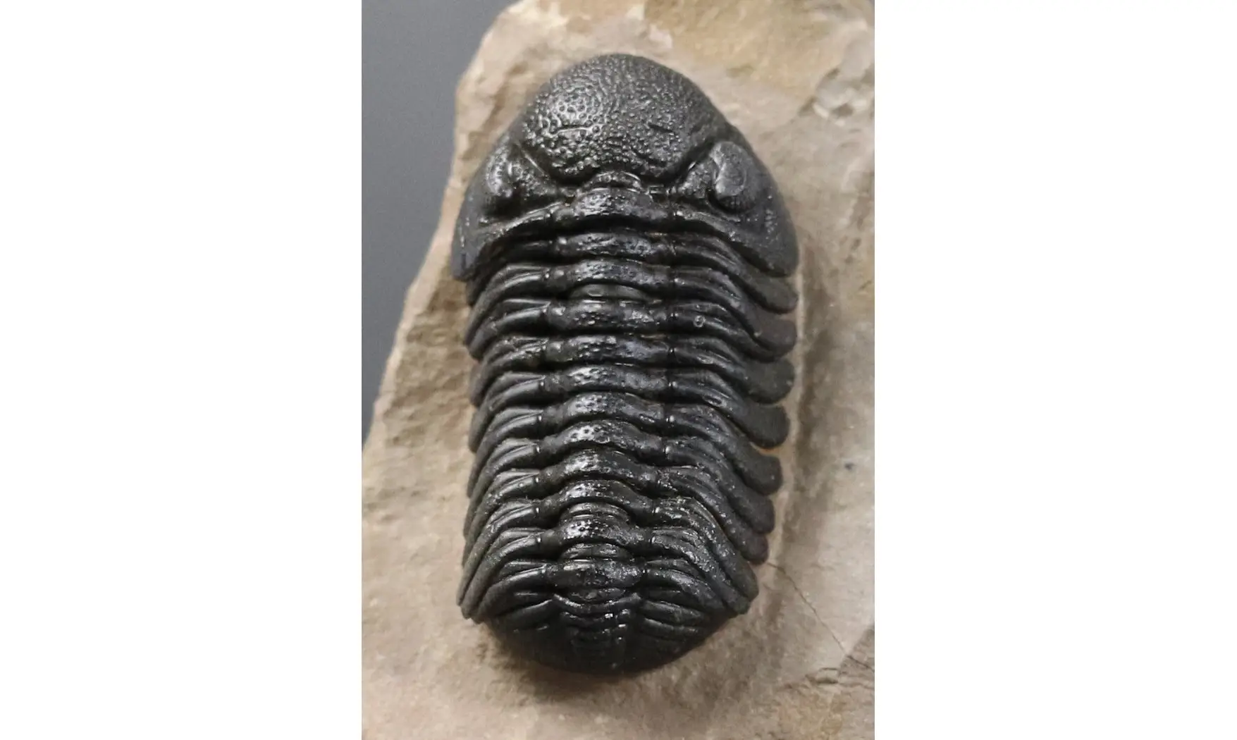 Morocops granulops