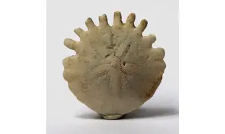 Heliophora orbicularis