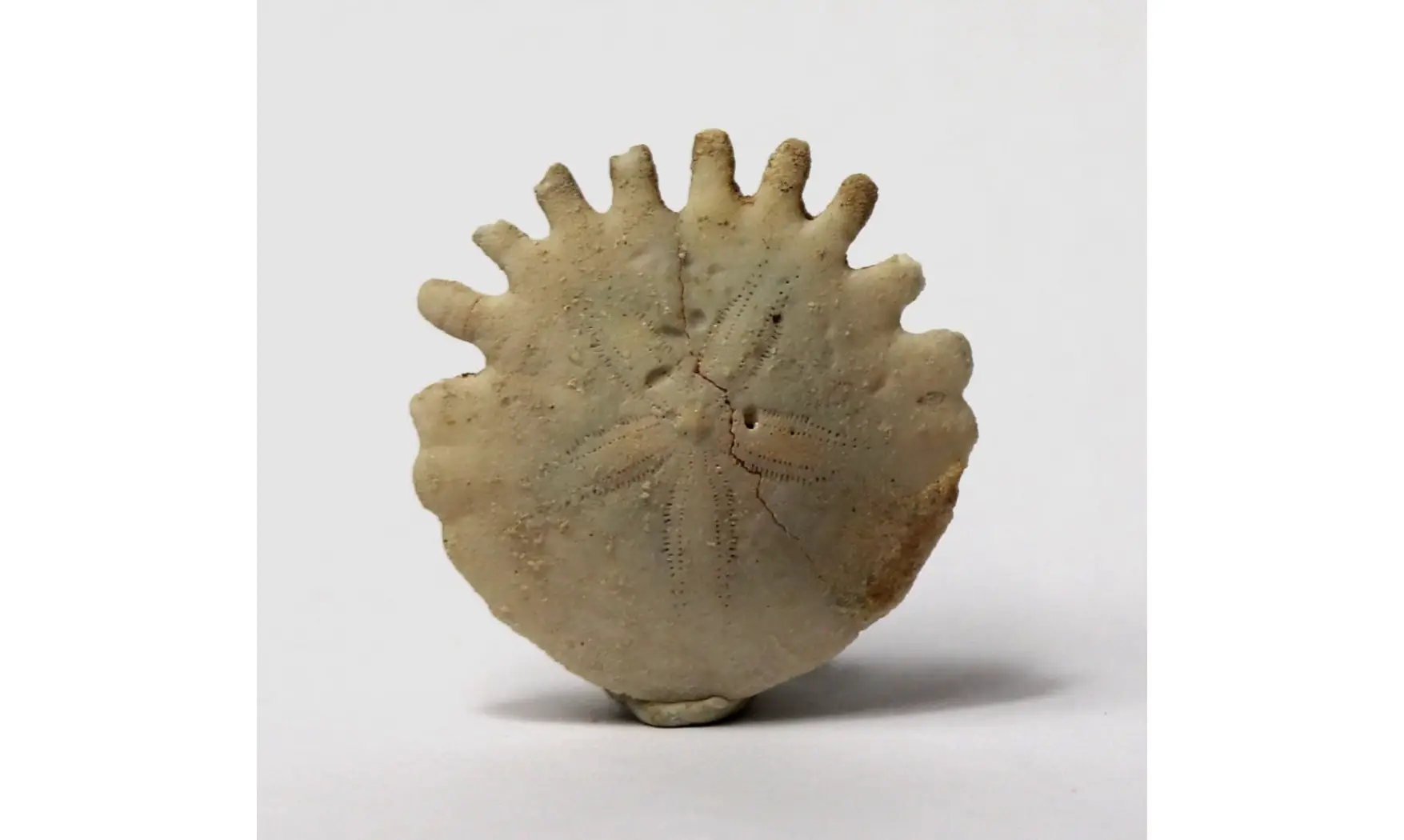 Heliophora orbicularis