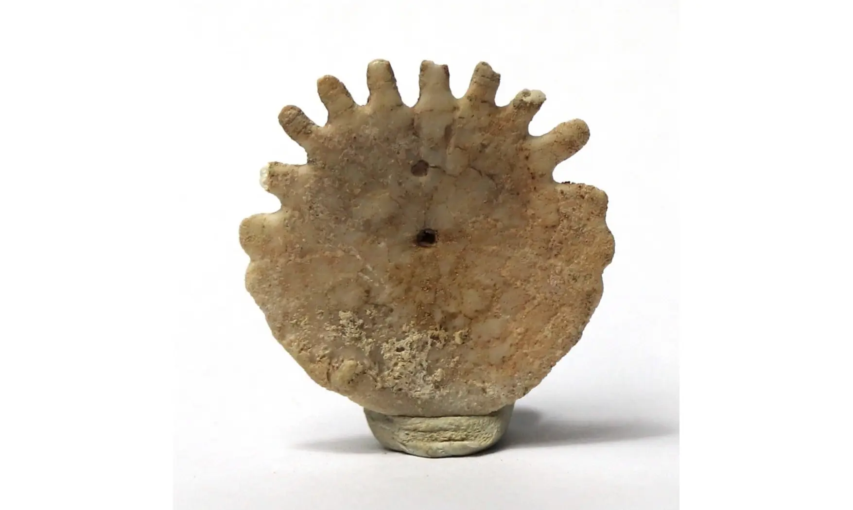 Heliophora orbicularis