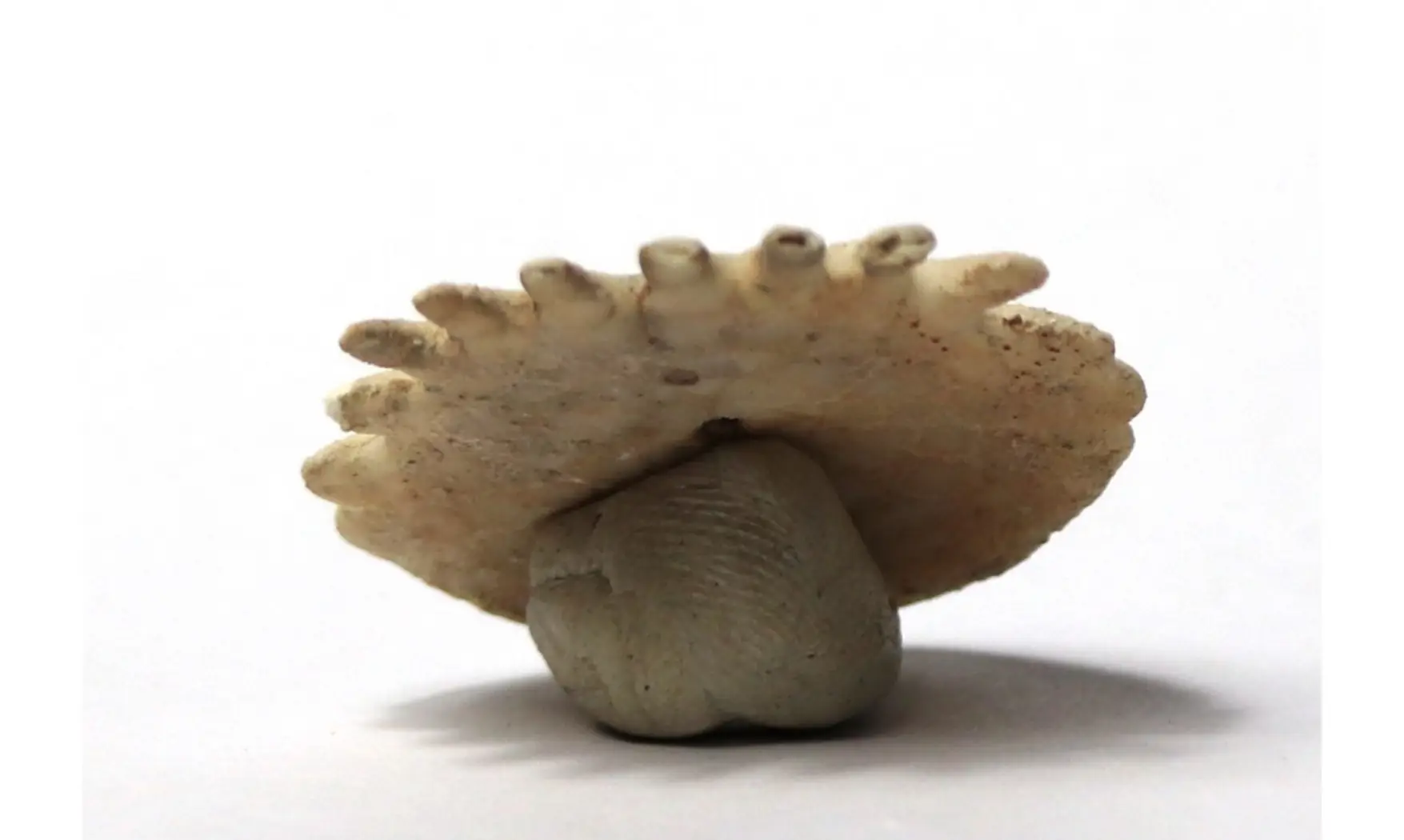 Heliophora orbicularis