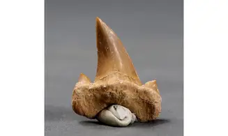 Otodus obliquus