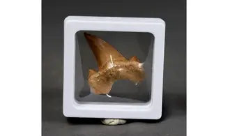 Otodus obliquus