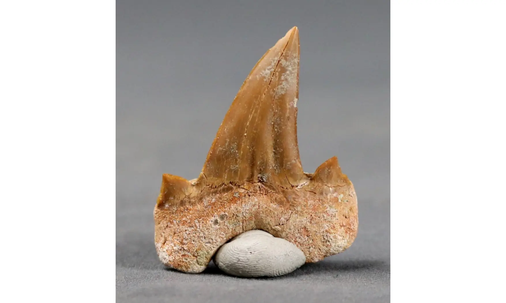 Otodus obliquus