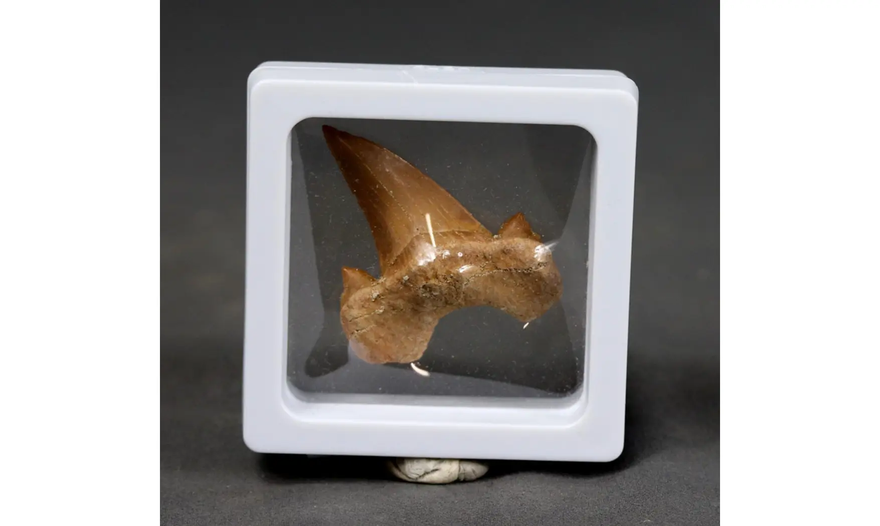 Otodus obliquus