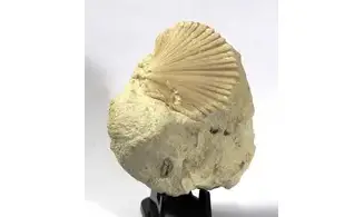 Neithea quadricostata