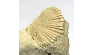 Neithea quadricostata