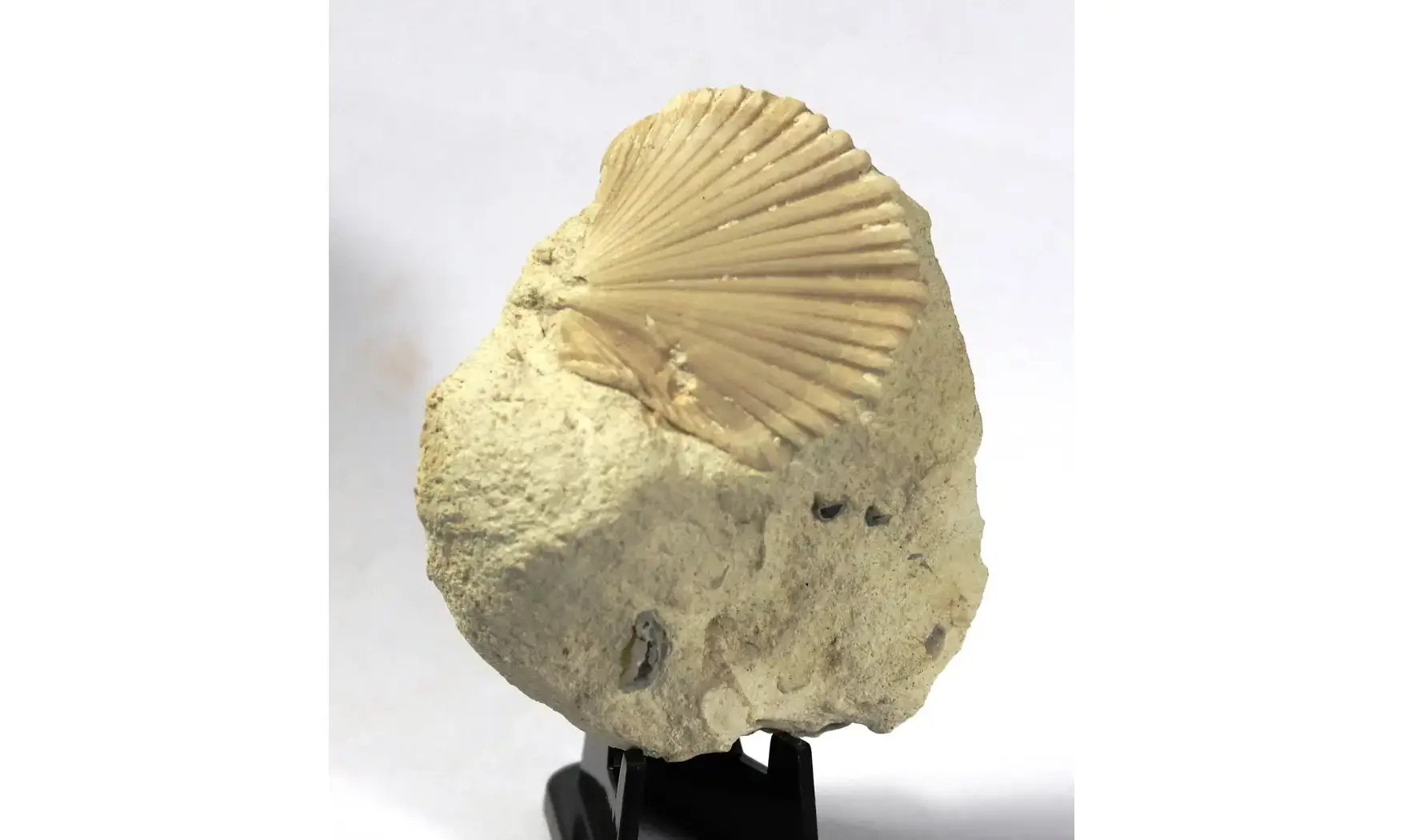 Neithea quadricostata