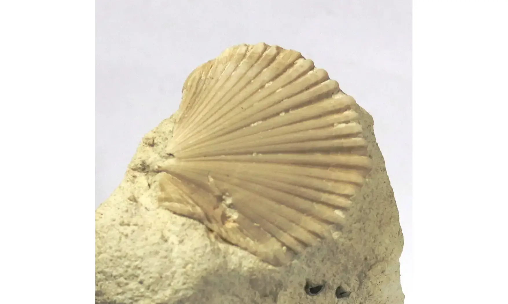 Neithea quadricostata