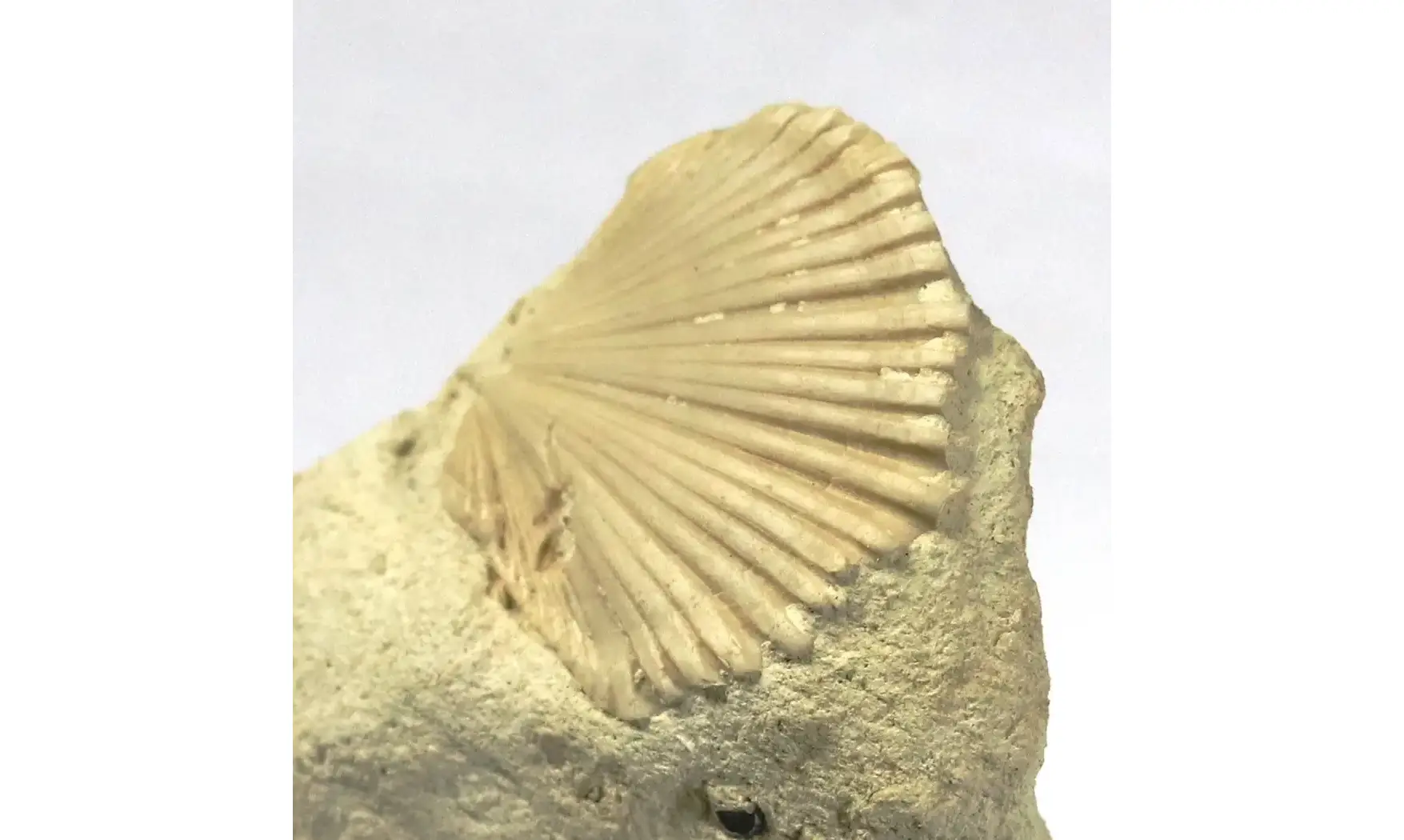 Neithea quadricostata