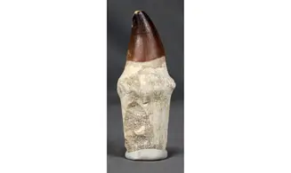 Prognatodon anceps