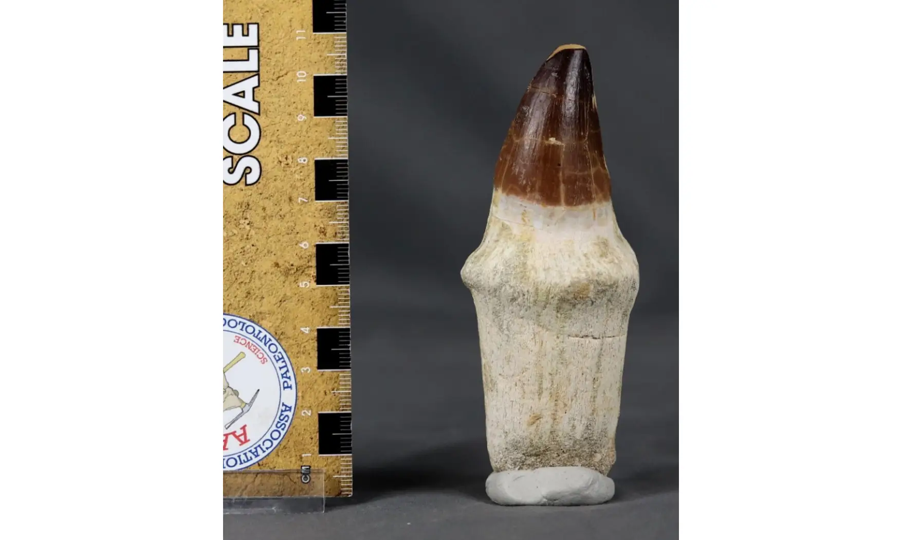 Prognatodon anceps