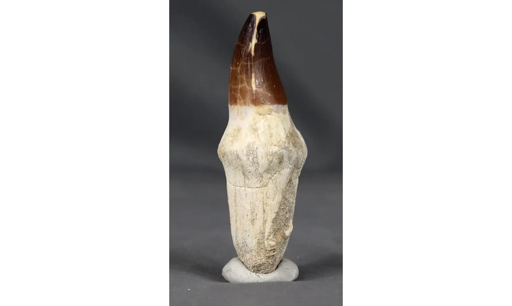 Prognatodon anceps
