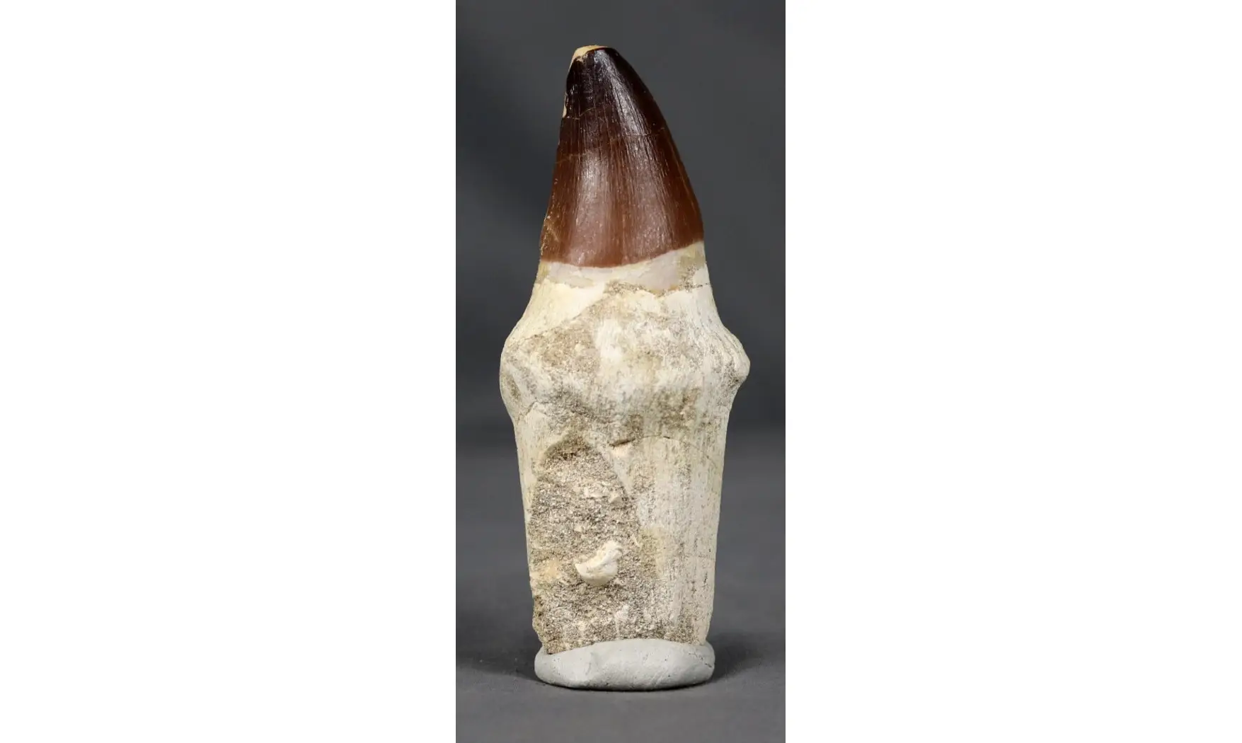 Prognatodon anceps