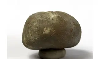 Macraster ibizaensis