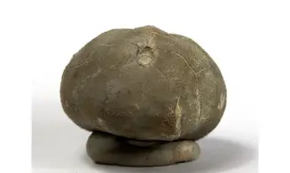 Macraster ibizaensis