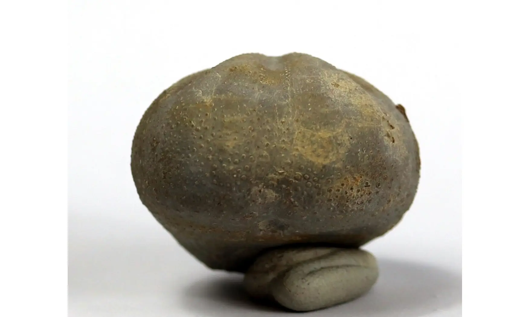 Macraster ibizaensis