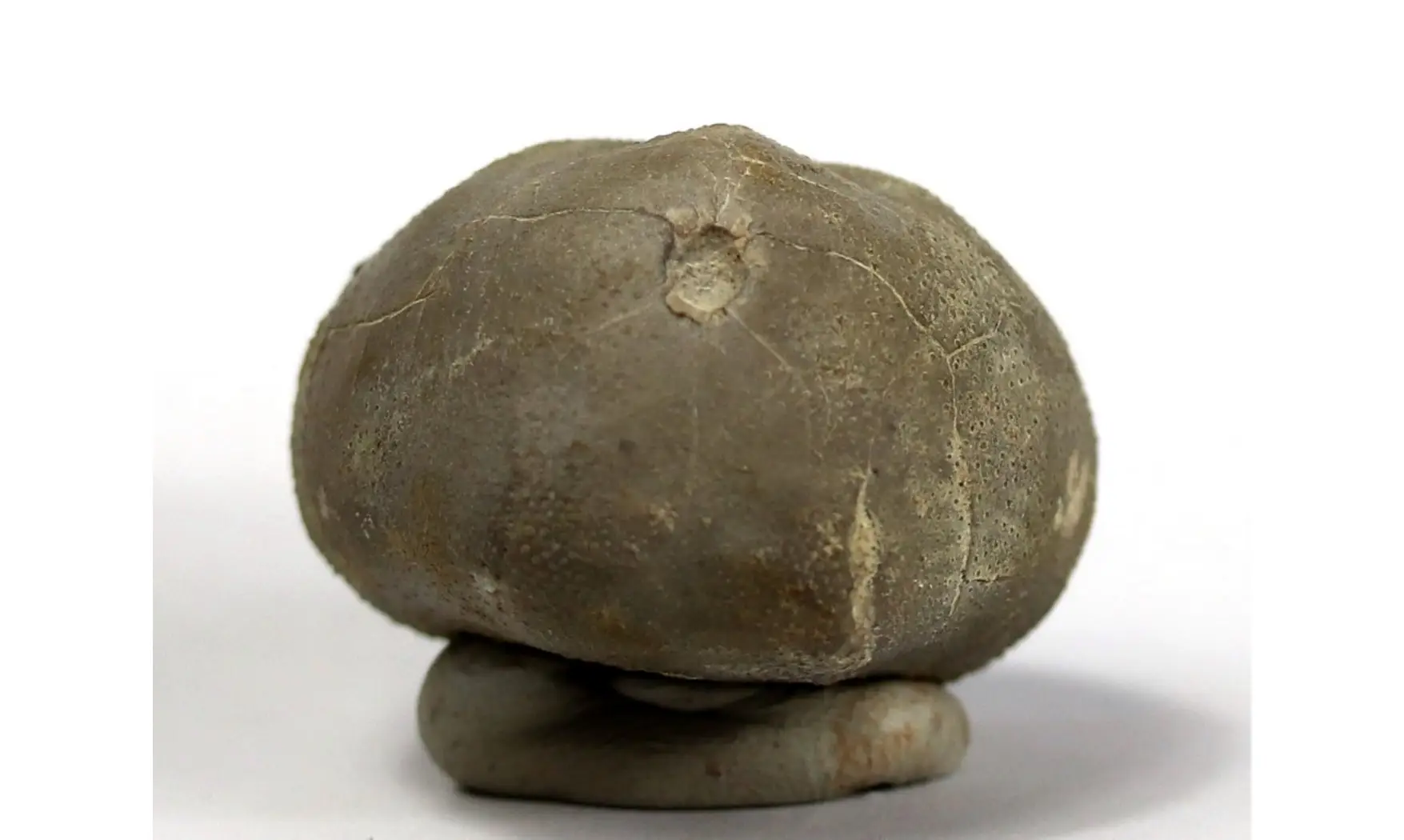Macraster ibizaensis