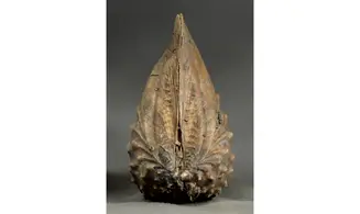 Trigonia Myophorella lusitanica
