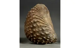 Trigonia Myophorella lusitanica